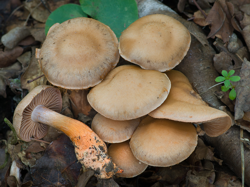 Cortinarius bulliardii